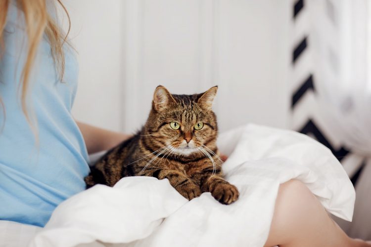 A beautiful tabby cat is lying on a woman's lap. A girl holds a fluffy pet in her arms.