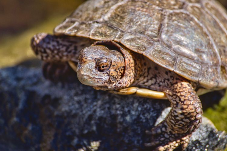 A cute little freshwater turtle poking his head out of his shell to feel the warmth of the sun