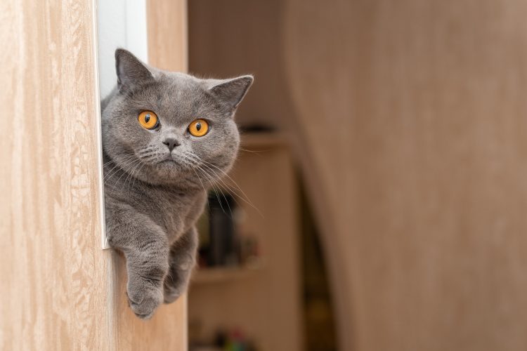 A gray cat sits in an opening in the wall hanging his paws