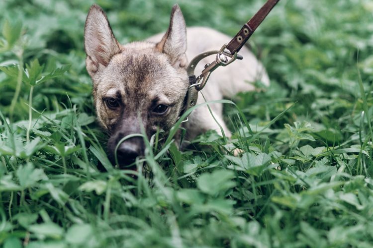 Adorable little dog eating grass outdoors, cute grey puppy portait lying in the grass in the park