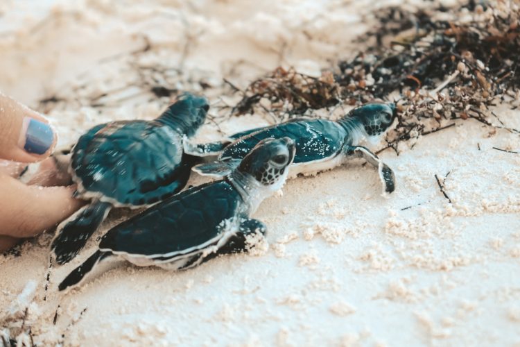 Baby Turtle going to the sea