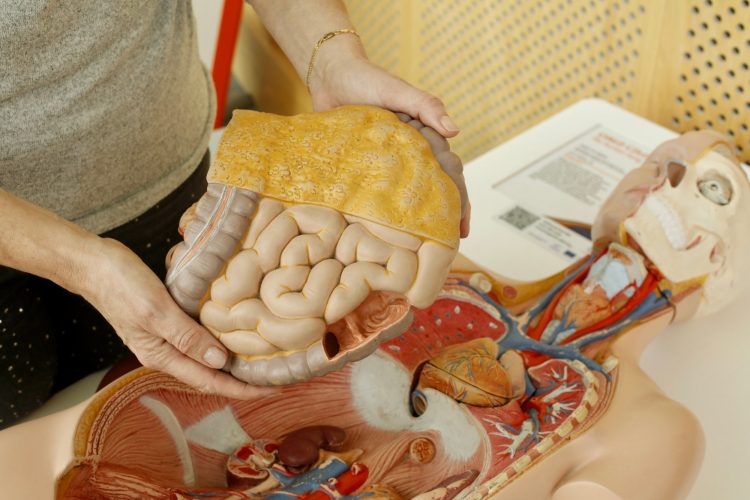 Back to school, anatomy
