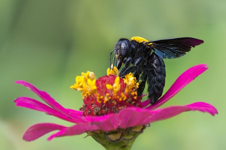 Bees on a Pink Flower