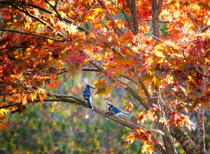Bluejays in fall