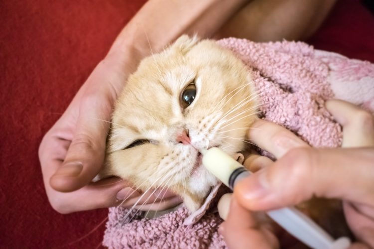 cat