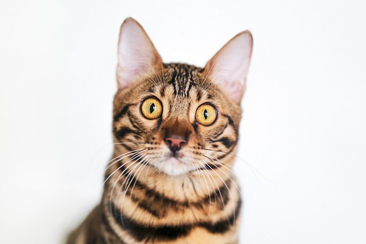 cat portrait