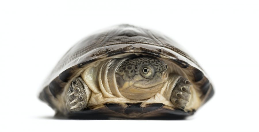 Common box turtle, isolated on white