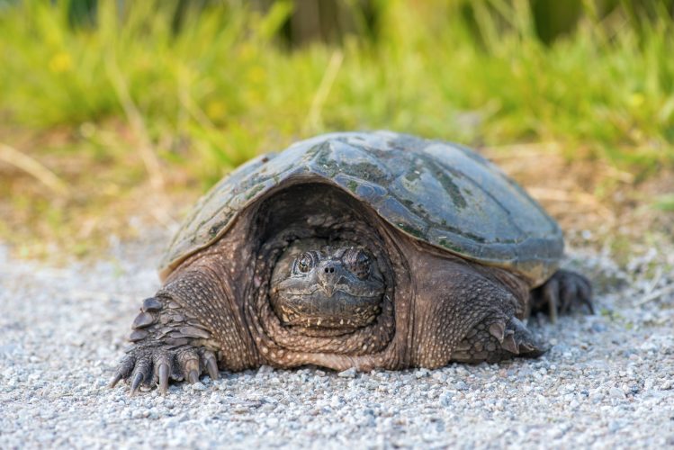 common snapping Turtle