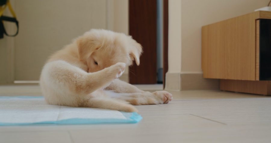Cute puppy licking her body on floor