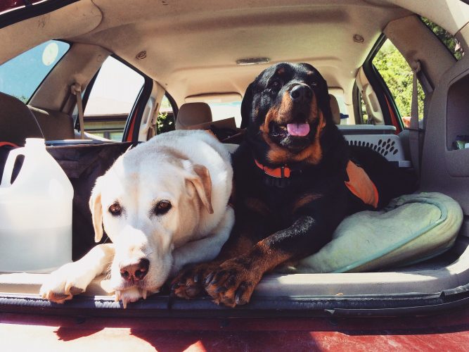 Dogs.