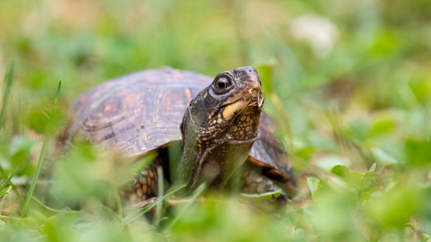 Eastern Box Turtle