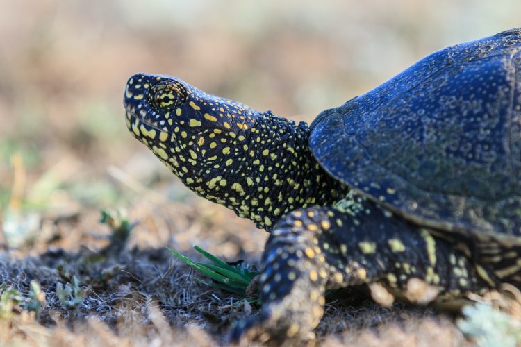 European bog turtle (emys orbicularis)