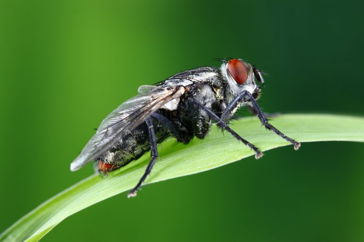 Fly