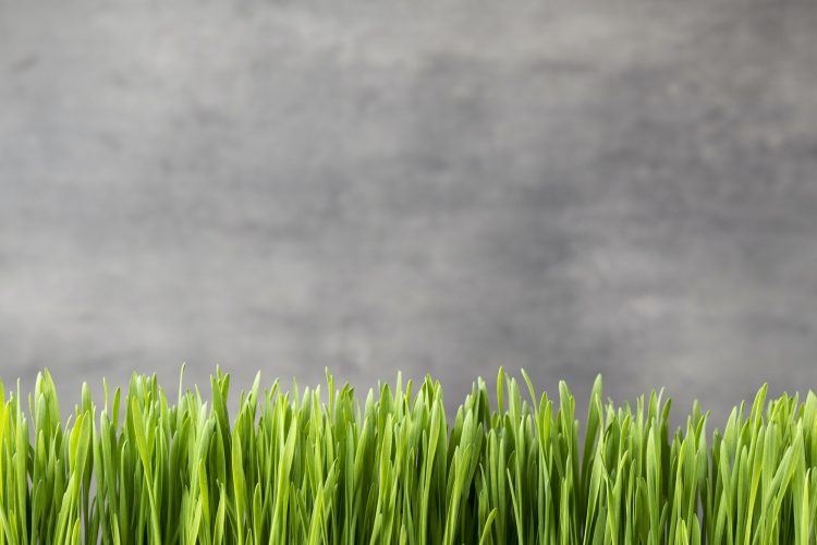 Grass.