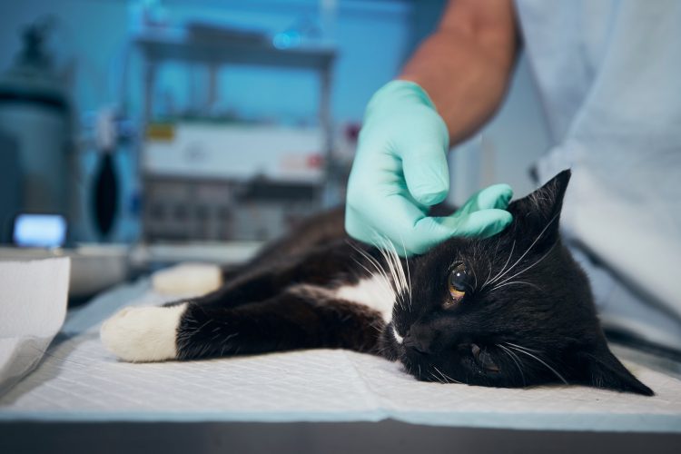 Hand of veterinary doctor stroking sick cat at animal hospital.