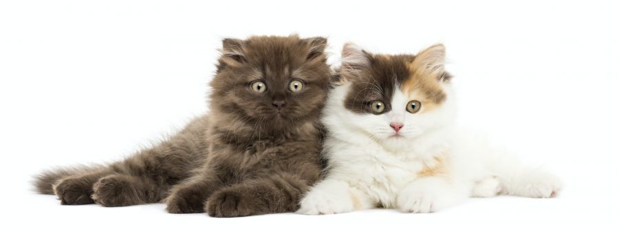 Higland straight and fold kittens lying together, looking at the camera, isolated on white