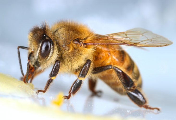 Honeybee eating sweet