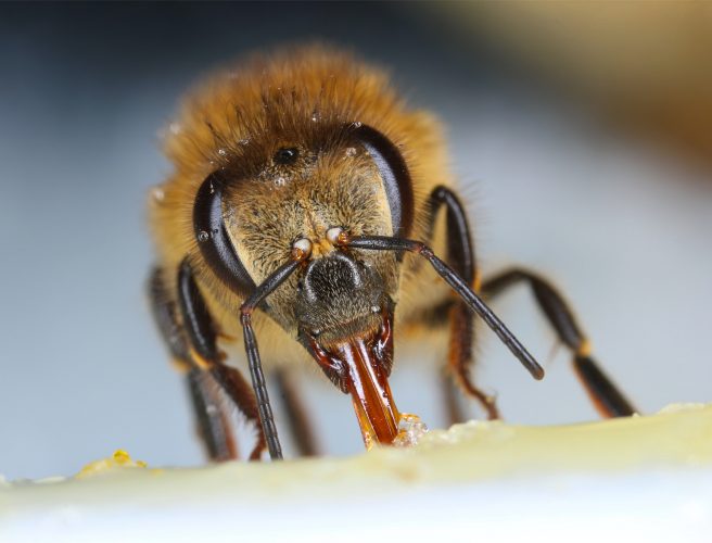 Honeybee feeding sweet