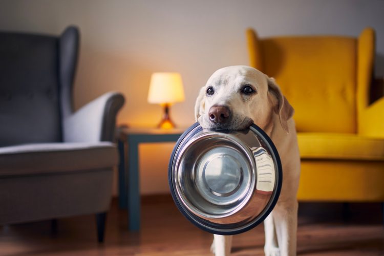Hungry dog waiting for feeding at home. Cute labrador retriever is holding dog bowl in his mouth.