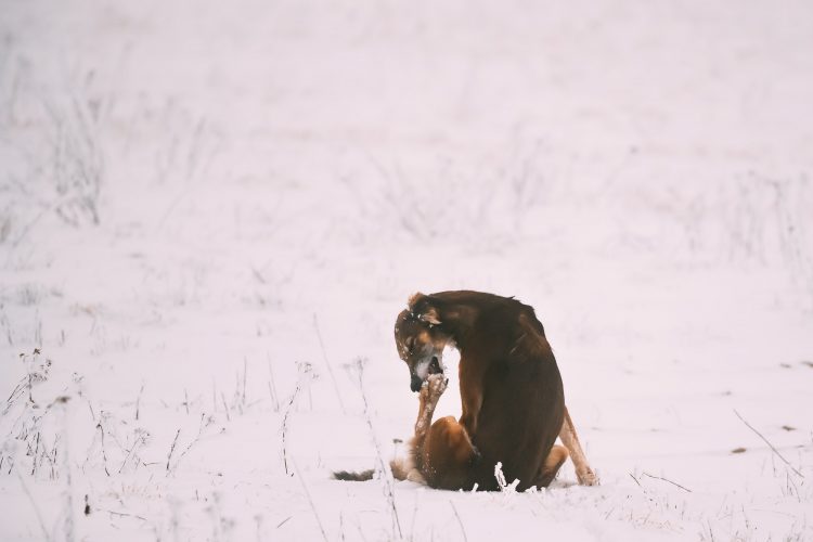 Hunting Sighthound Hortaya Borzaya Dog Licking His Paw At Winter