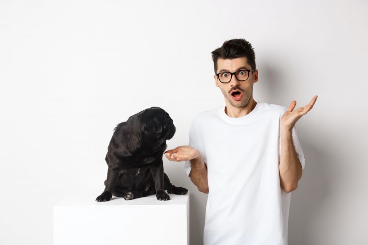Image of funny black pug looking at his confused owner, man shrugging puzzled, standing over white
