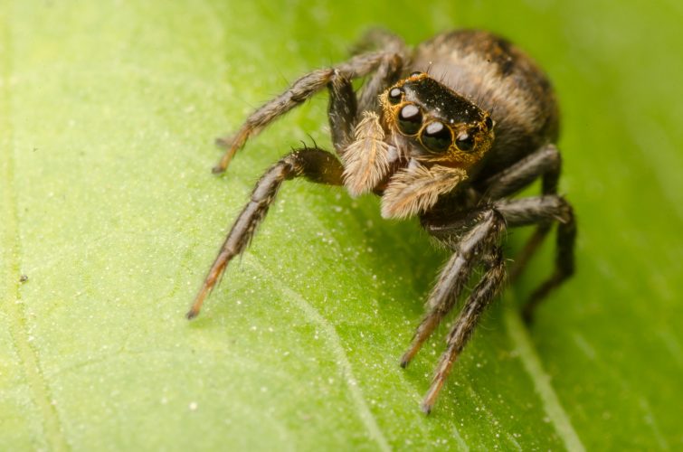 jumping spider