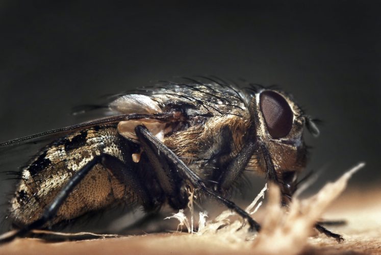 macro fly
