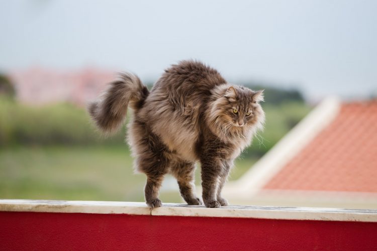 Norwegian forest cat stretching