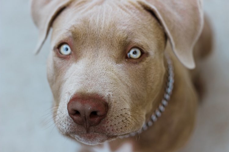 Puppy staring into camera