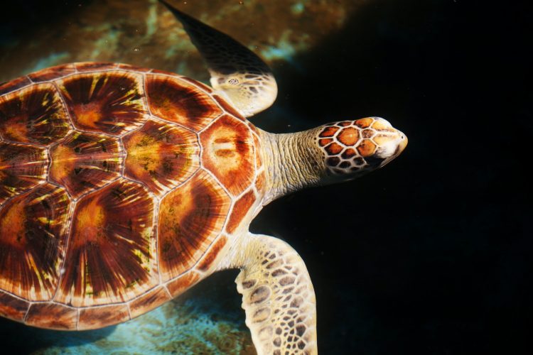 Sea turtle