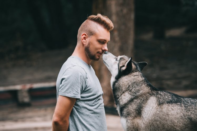 siberian husky dog communicating with cynologist