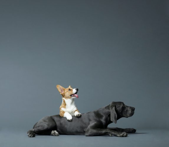 Small dog sitting with paws on big dog