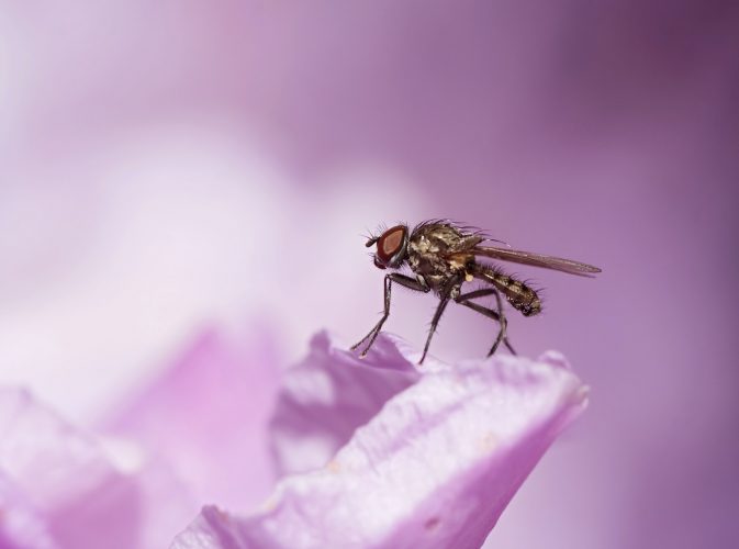 small fly on the bloom