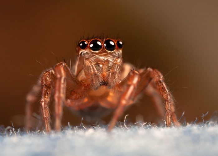 spider jeans