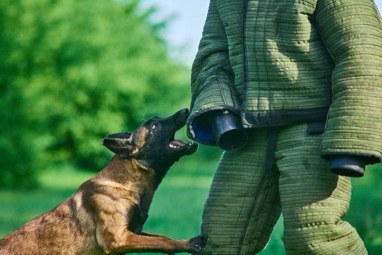 The dog is about to bite the figurant.