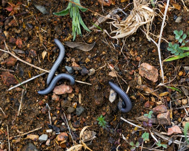 Three millipedes or wire worm (Ommatoiulus rutilans).
