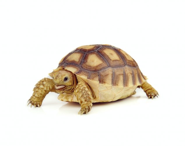 turtle on over white background
