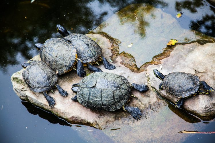 Turtles.