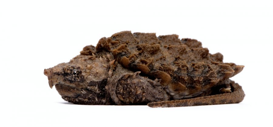Young Alligator Snapping Turtle - Macrochelys temminckii