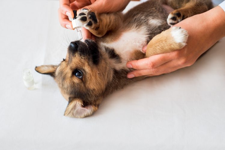 A mongrel unbred puppy, examination in a vet clinic, vaccination. vet doctor gives medicine to a pup