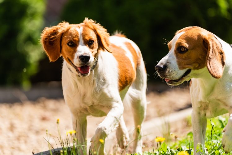 Brittany dog and Beagle dog together on sunny hot day