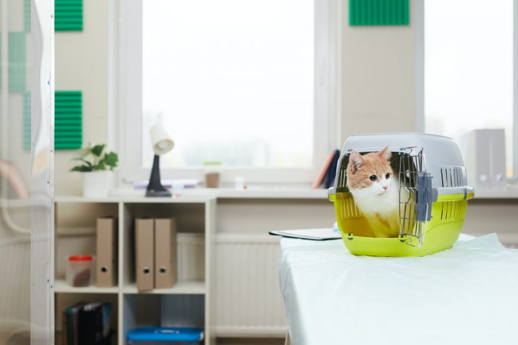 Cat in vet clinic