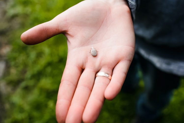 Close-up of a tick on the hand. An animal tick taken from a dog