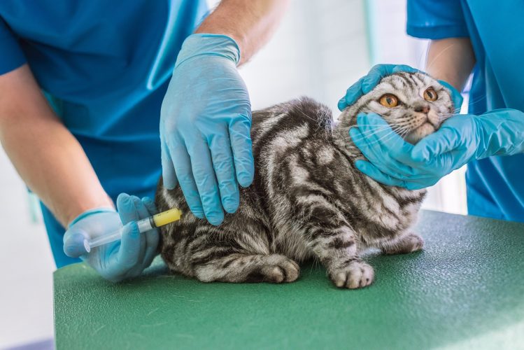cropped image of two veterinarians making vaccination to british shorthair cat at clinic