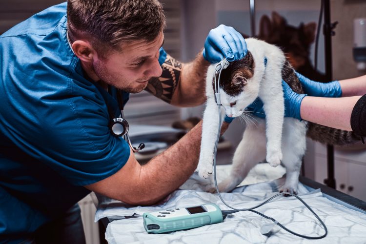 Cute cat on a medical examination at a veterinary clinic, measuring the blood pressure