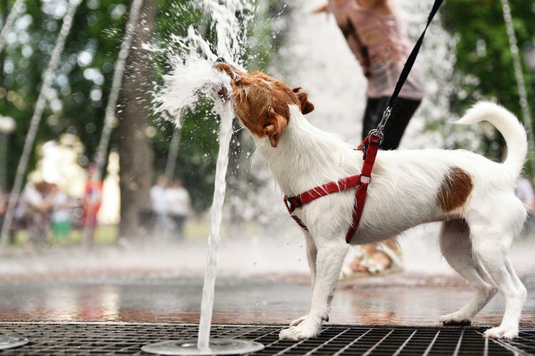 Dog drinks water from fountain in hot summer day