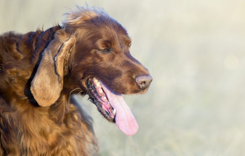 Dog panting in summer