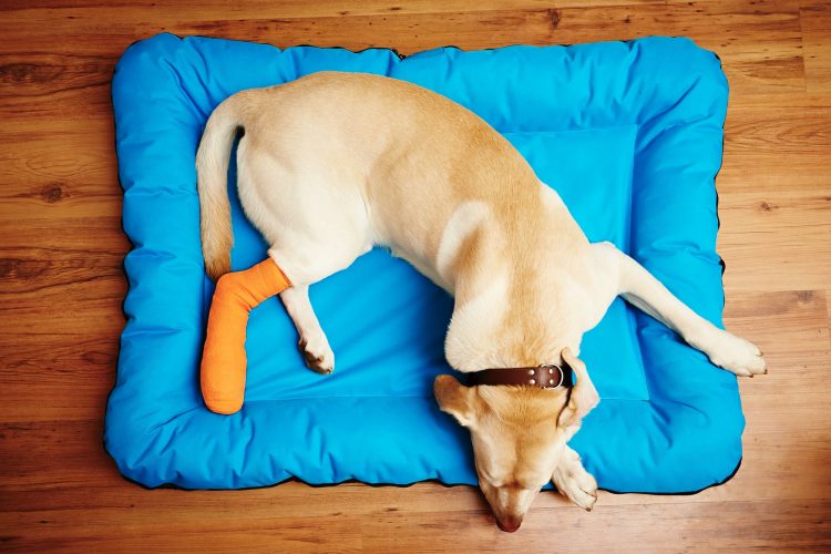Dog with broken leg