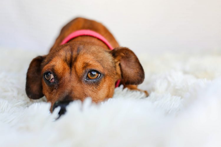 Dog with sad eyes