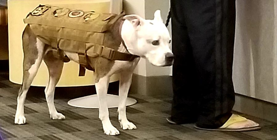 dog